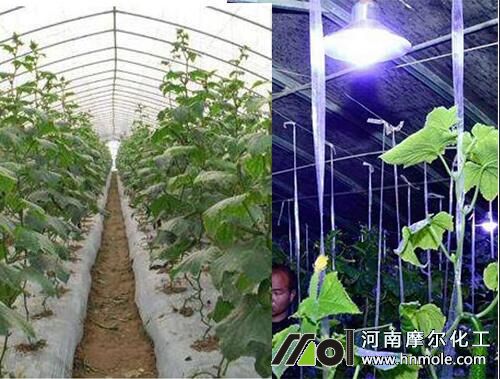 黃瓜適宜溫度和光照 黃瓜適宜溫度和光照