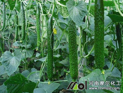 黃瓜結瓜施肥方法 黃瓜結瓜施肥方法