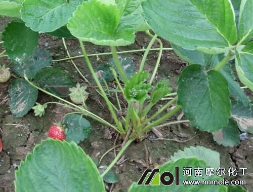 草莓苗幾月份可以種 草莓苗幾月份可以種