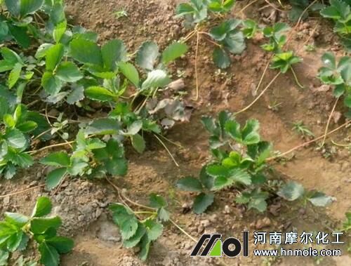 草莓苗快速生根方法 草莓苗快速生根方法