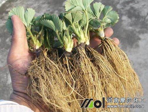 生根水溶肥正確用法 生根水溶肥正確用法