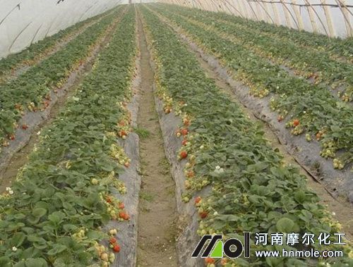 大棚草莓的需肥規律 大棚草莓的需肥規律