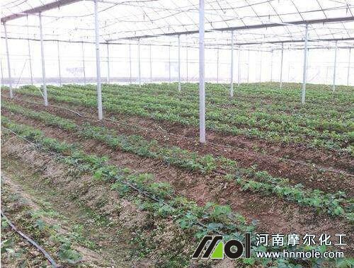 草莓各個時期施肥的選擇及用量 草莓各個時期施肥的選擇及用量