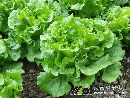生菜需肥特點 生菜需肥特點