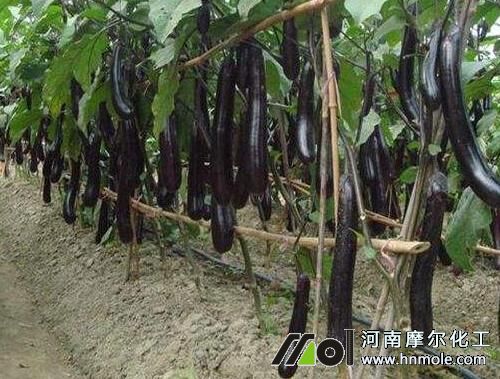 茄子需肥規律 茄子需肥規律