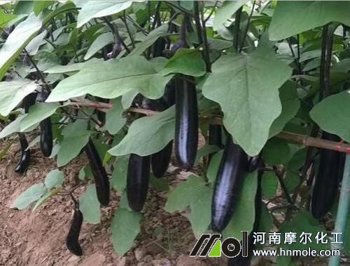茄子水溶肥使用方法 茄子水溶肥使用方法