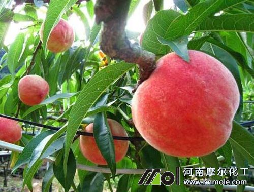 桃樹(shù)水溶肥使用方法 桃樹(shù)水溶肥使用方法