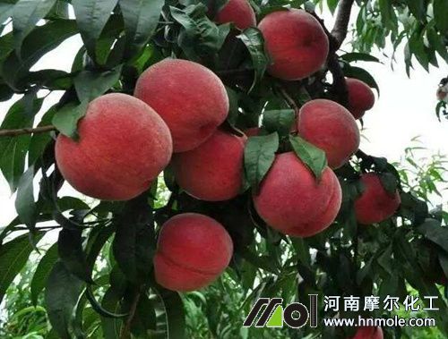 桃樹(shù)膨大期管理方法 桃樹(shù)膨大期管理方法