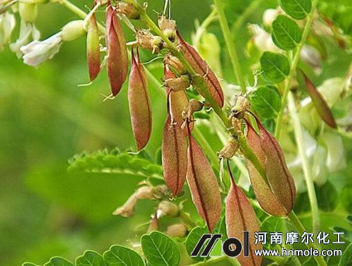 黃芪上什么肥料 黃芪上什么肥料