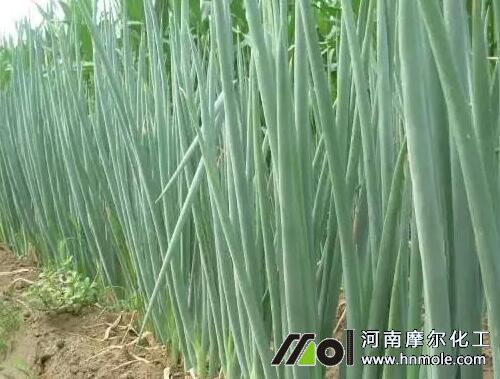 大蔥需肥特點(diǎn) 大蔥需肥特點(diǎn)