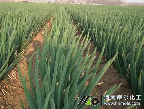 大蔥上什么肥 大蔥上什么肥