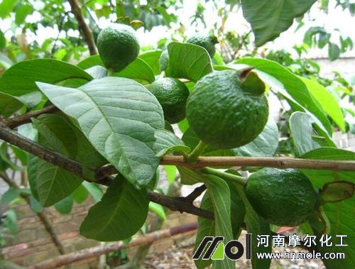 番石榴需肥規律 番石榴需肥規律