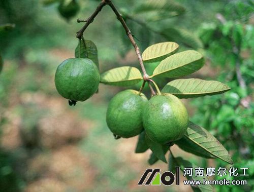 番石榴水溶肥正確用法 番石榴水溶肥正確用法