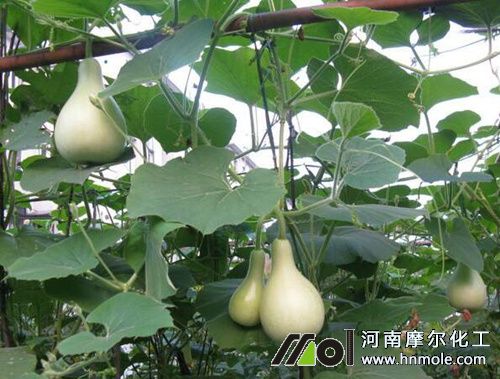 葫蘆結果期施肥方法 葫蘆結果期施肥方法