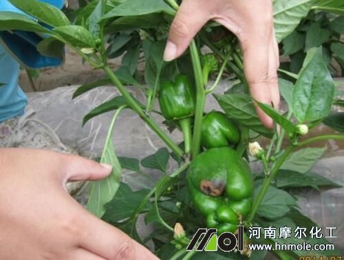 彩椒缺鈣表現(xiàn) 彩椒缺鈣表現(xiàn)