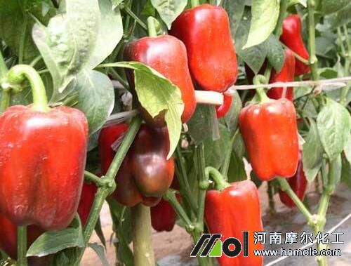 彩椒種植施肥管理技術 彩椒種植施肥管理技術