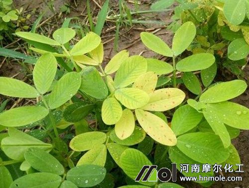 花生缺鐵表現 花生缺鐵表現