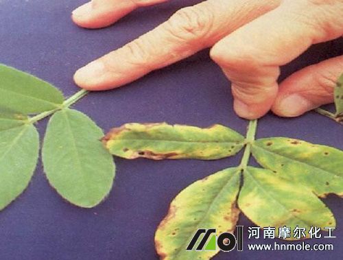 花生缺氮表現 花生缺氮表現