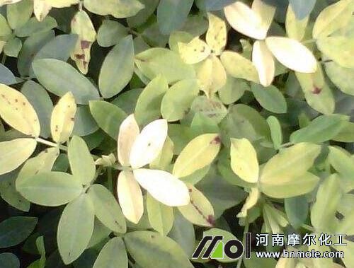 花生缺鋅表現 花生缺鋅表現