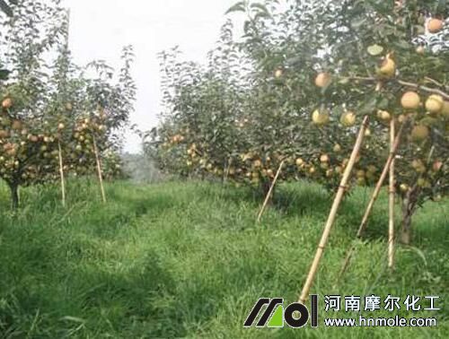 水溶肥在果樹上用法 水溶肥在果樹上用法