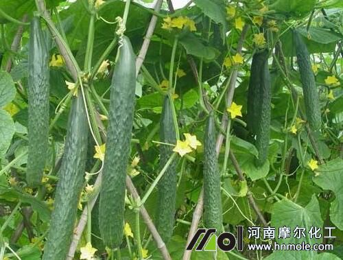 黃瓜高產施肥方案 黃瓜高產施肥方案