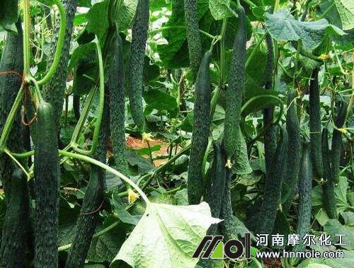 黃瓜結果期水分管理 黃瓜結果期水分管理