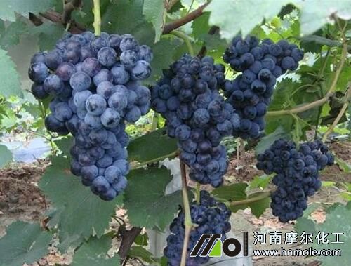 葡萄生長需肥規(guī)律 葡萄生長需肥規(guī)律