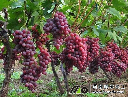 葡萄著色施肥 葡萄著色施肥