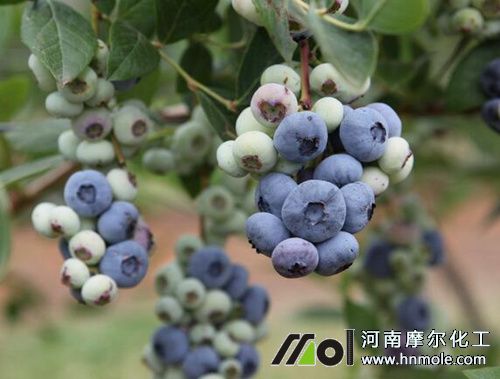 藍莓追肥方法 藍莓追肥方法