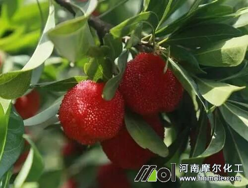 楊梅果水溶肥用法 楊梅果水溶肥用法