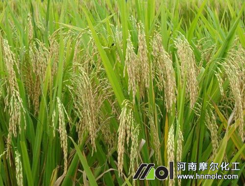 水稻水溶肥好處 水稻水溶肥好處