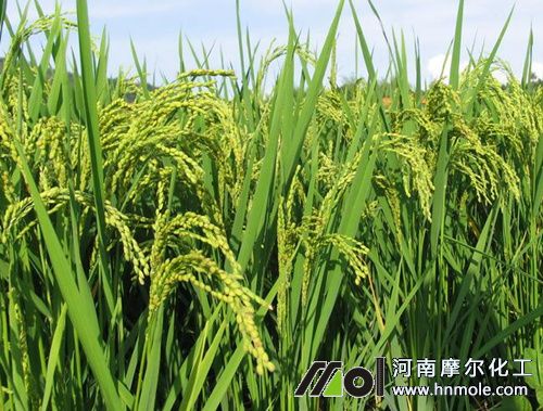 水溶肥正確使用方法 水溶肥正確使用方法