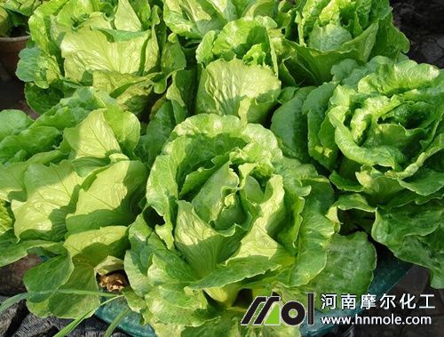 生菜需肥特點 生菜需肥特點