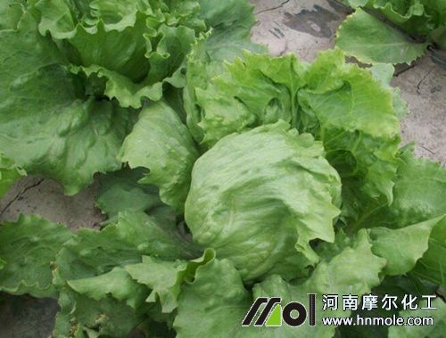 生菜種植技術 生菜種植技術