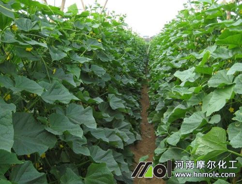 黃瓜需肥特性 黃瓜需肥特性