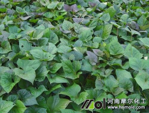 紅薯需肥特點(diǎn) 紅薯需肥特點(diǎn)