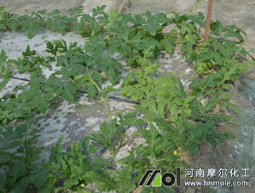 西瓜伸蔓期施肥管理 西瓜伸蔓期施肥管理