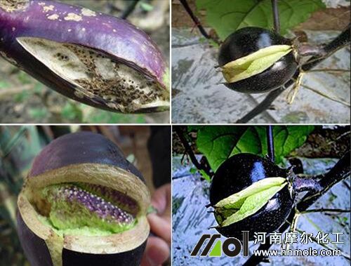 茄子結果開裂原因及預防 茄子結果開裂原因及預防