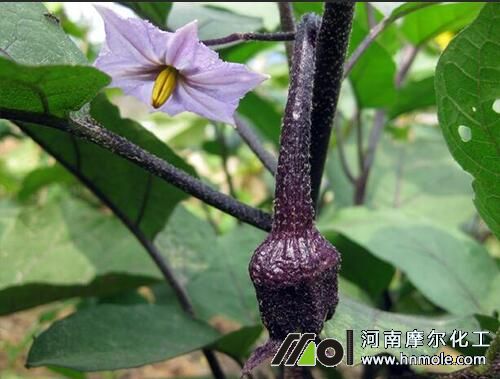 茄子開花后施肥管理 茄子開花后施肥管理