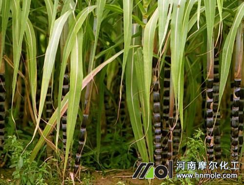甘蔗生長期需肥規律 甘蔗生長期需肥規律