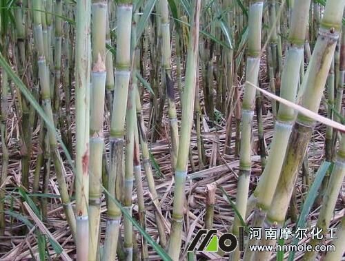 甘蔗水溶肥使用方法 甘蔗水溶肥使用方法