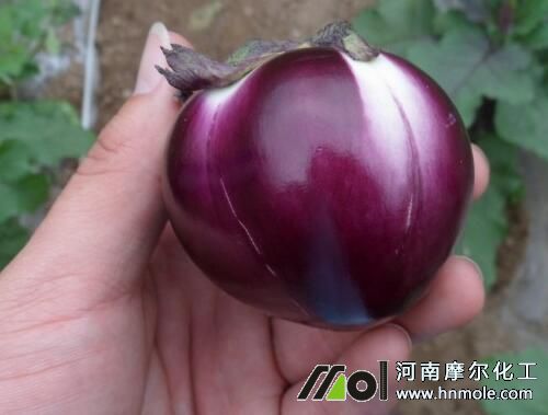 茄子長不大怎么回事 茄子長不大怎么回事