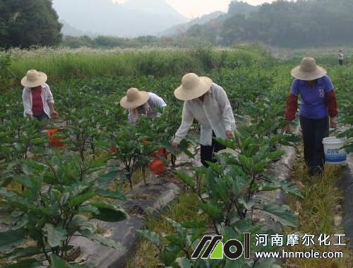 茄子施肥方法 茄子施肥方法