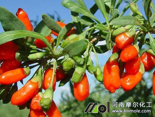 枸杞水溶肥用法 枸杞水溶肥用法