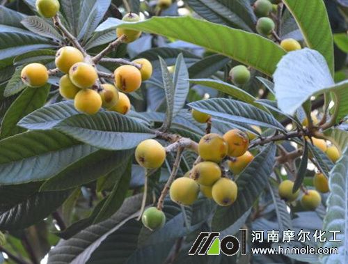 枇杷樹需肥特點 枇杷樹需肥特點