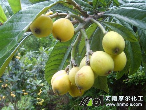 枇杷施肥方法 枇杷施肥方法