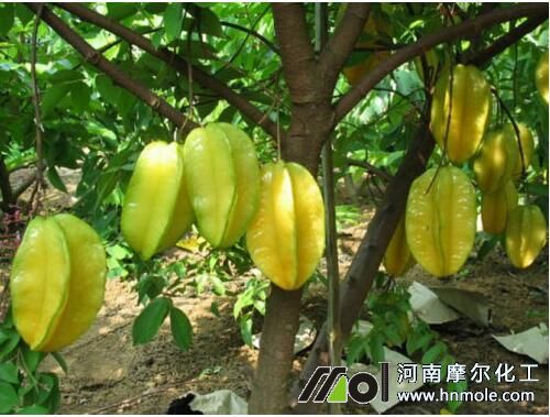 楊桃施肥方法 楊桃施肥方法