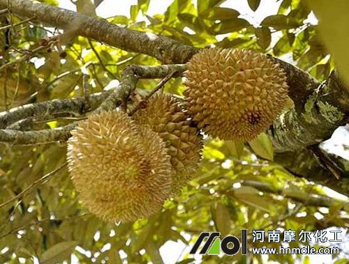 榴蓮施肥技術 榴蓮施肥技術