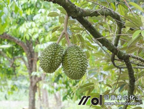 榴蓮水溶肥施用方法 榴蓮水溶肥施用方法