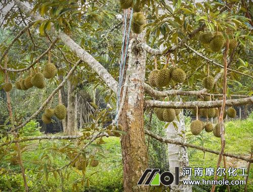 榴蓮的種植技術 榴蓮的種植技術